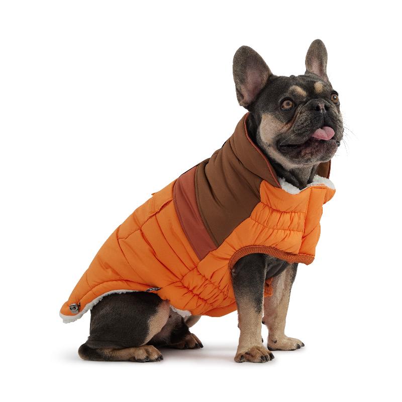 Bulldog wearing Camplife Puffer - Orange