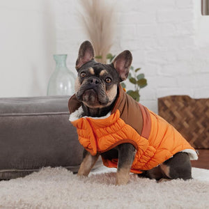 Bulldog wearing Orange Camplife Puffer Dog Coat