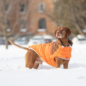 Vizsla wearing Orange Camplife Puffer