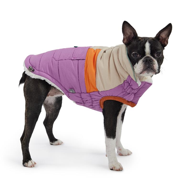 Camplife Dog Puffer on Boston Terrier