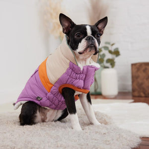 Boston Terrier wearing Purple Campfire Dog Parka