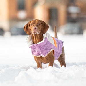 Vizsla in Campfire Dog Puffer