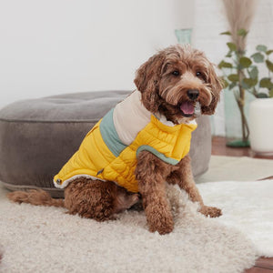 Labradoodle iin Camplife Puffer - Yellow