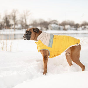 Boxer in Camplife Puffer - Yellow in snow