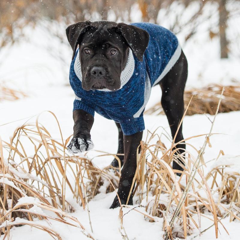 Blue Trekking Dog Sweater