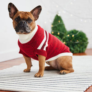 French bulldog in Red Trekking Sweater at Christmas