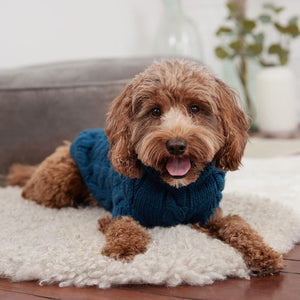 Labradoodle wearing Dark Teal Chalet Dog Sweater