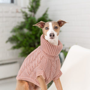 Italia Greyhound wearing Chalet Sweater - Pink