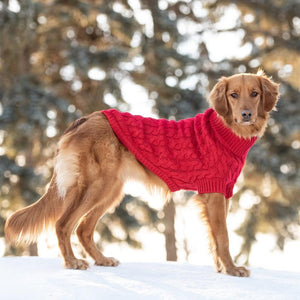 Golden Retriever in Red Chalet Dog Sweater