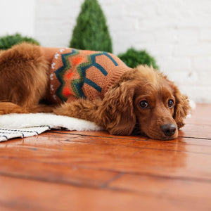 Cocker Spaniel in Heritage Dog Sweater - Hazel