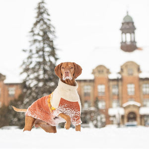 Vizsla  playing in snow in Fireside Dog Sweater - Chili