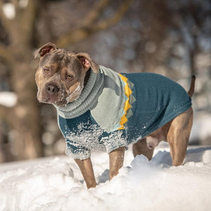 Pitbull in snow in Fireside Dog Sweater - Teal