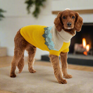 Cocker spaniel wearing Yellow turtleneck fireside sweater