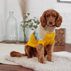 Cocker Spaniel in Fireside Dog Sweater - Yellow