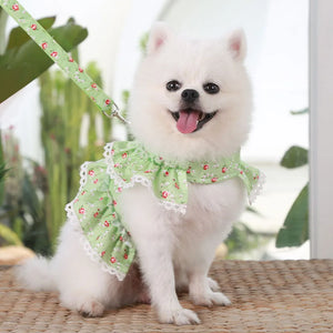 Small white dog wearing a green floral harness with a blurred background