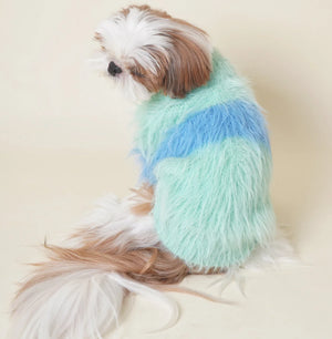 Dog wearing a colorful fuzzy sweater on a plain background
