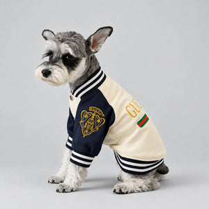 A small gray and white dog wearing a navy and cream varsity-style pet jacket