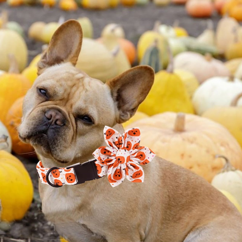 White and orange Halloween Jack-O-Lantern matching set includes a Personalized Dog Collar, Leash & Flower.