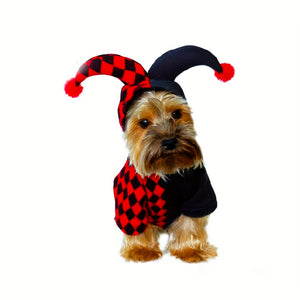 Small dog wearing a jester costume with a red and black checkered hat on a white background