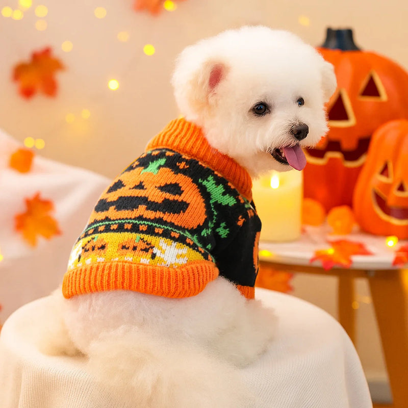 White dog wearing an orange Halloween-themed sweater with pumpkins, sitting in a decorated room.