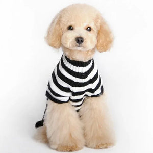 Toy Poodle wearing a black and white striped sweater on a white background