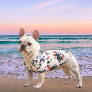 This lightweight Hawaiian Dog shirtis designed for small to medium dog breeds, weighing 1.1-19.8 lbs like this French Bulldog.