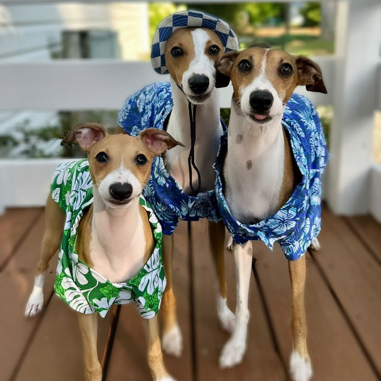  Hibiscus Blue Dog Shirt