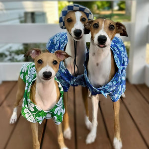 Three Italian greyhounds wearing blue and green Hawaiian shirts on a deck