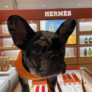 French Bulldog wearing Hermes-inspired Parody "Hairmes" dog t-shirt