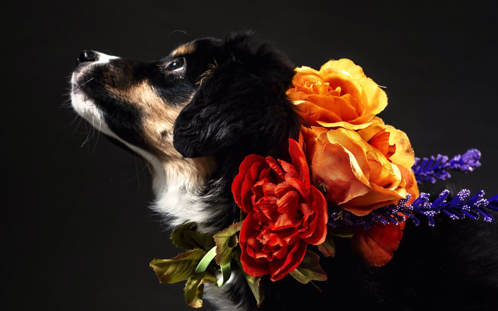 Posh Dog Life online boutique sells chic dog apparel and accessories that let your dog stand out from the pack. Cavalier King Charles Spaniel wears an elaborate floral collar.