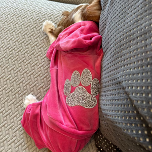 Cavalier King Charles in Hot Pink tracksuit 