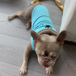 French bulldog wearing Sniffany T-shirt
