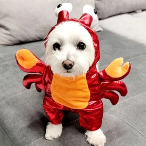 Halloween Red Crab Dog Costume on a small dog.