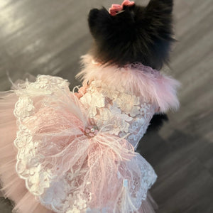 Pomeranian wearing designer pink lace dog party dress.