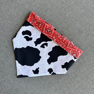 Cow Print Rodeo Bandana Dog Collar features black and white patches, with red rodeo trim and backing.