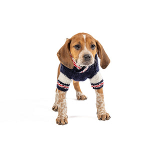 Dog wearing a sweater on a white background