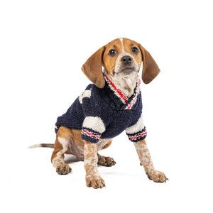Dog wearing a sweater on a white background