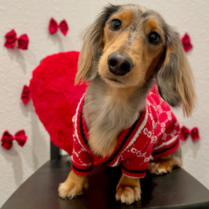 Dachschund wearing a red sweater with white patterns, sitting on a table with a decorative background.