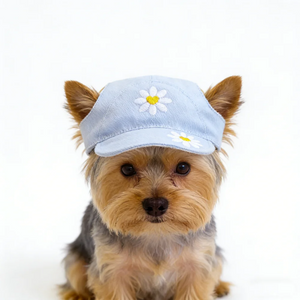 Small dog wearing a light blue cap with a flower design on a white background