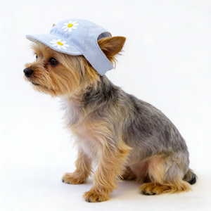 Small dog wearing a light blue cap with white flowers on a white background