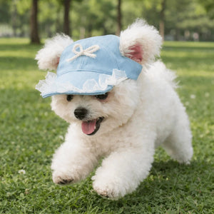 Small white dog wearing a blue cap with a bow on a grassy field