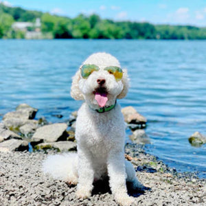 White dog wearing green gingham collar and unglasses by a lake