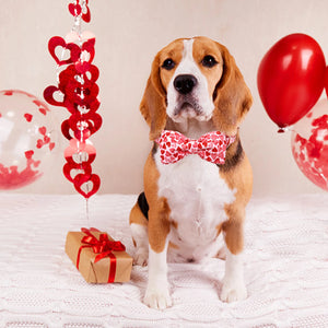 Beagle wearing Lovely Hearts Bow Tie Collar & Leash Set