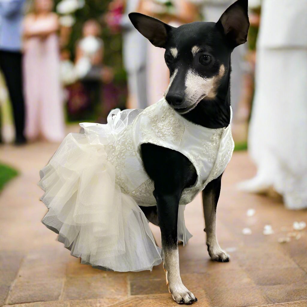 Fancy Bridal Dog Tutu Party Dress | Poshdoglife.com - Posh Dog Life Fancy Bridal Dog Tutu Party Dress | Poshdoglife.com - Posh Dog Life