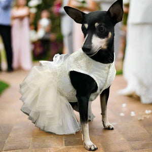 Min Pin wearing off-white bridal dog dress 