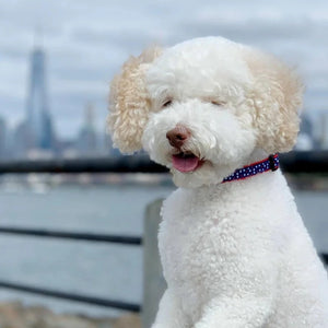 Bichon Frise wearing the New Stars dog collar, in blue with red and white stars.