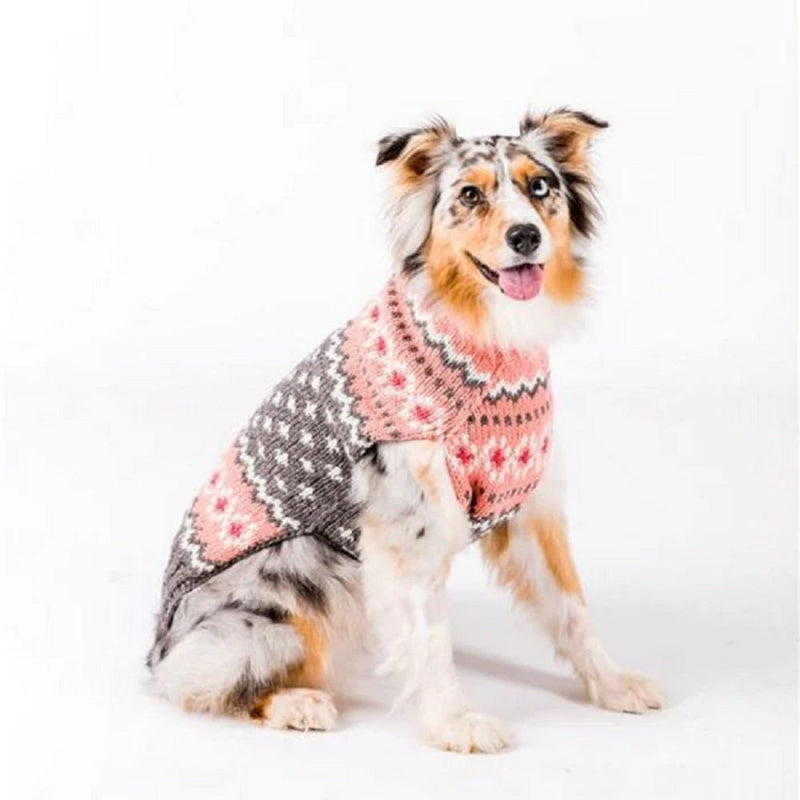 Boston terrier wearing a pink and gray patterned sweater on a white background