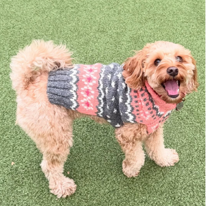 Doodle wearing a colorful peach and gray sweater on a green grass background