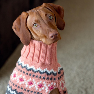 Vizsla wearing a pink knit sweater with navy, white, and pink Fair Isle patterns, photographed indoors against a soft neutral background.