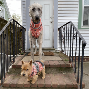 Wolfhound and terrier dogs wearing matching pink sweaters standing on a porch.